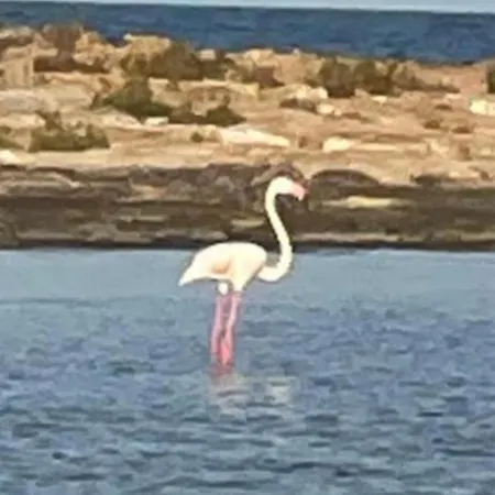 Taray Flamingo 2